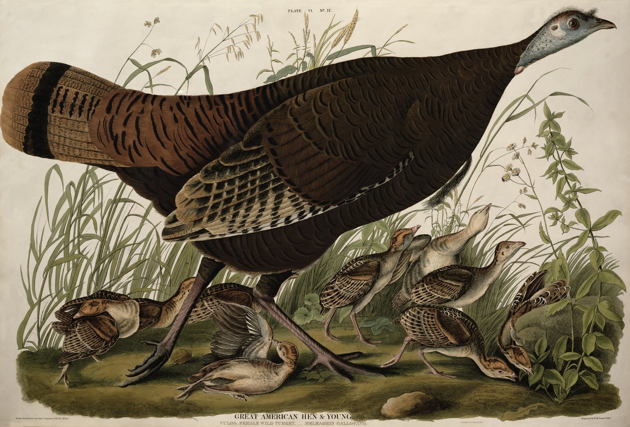 Great American Hen and Young, de 