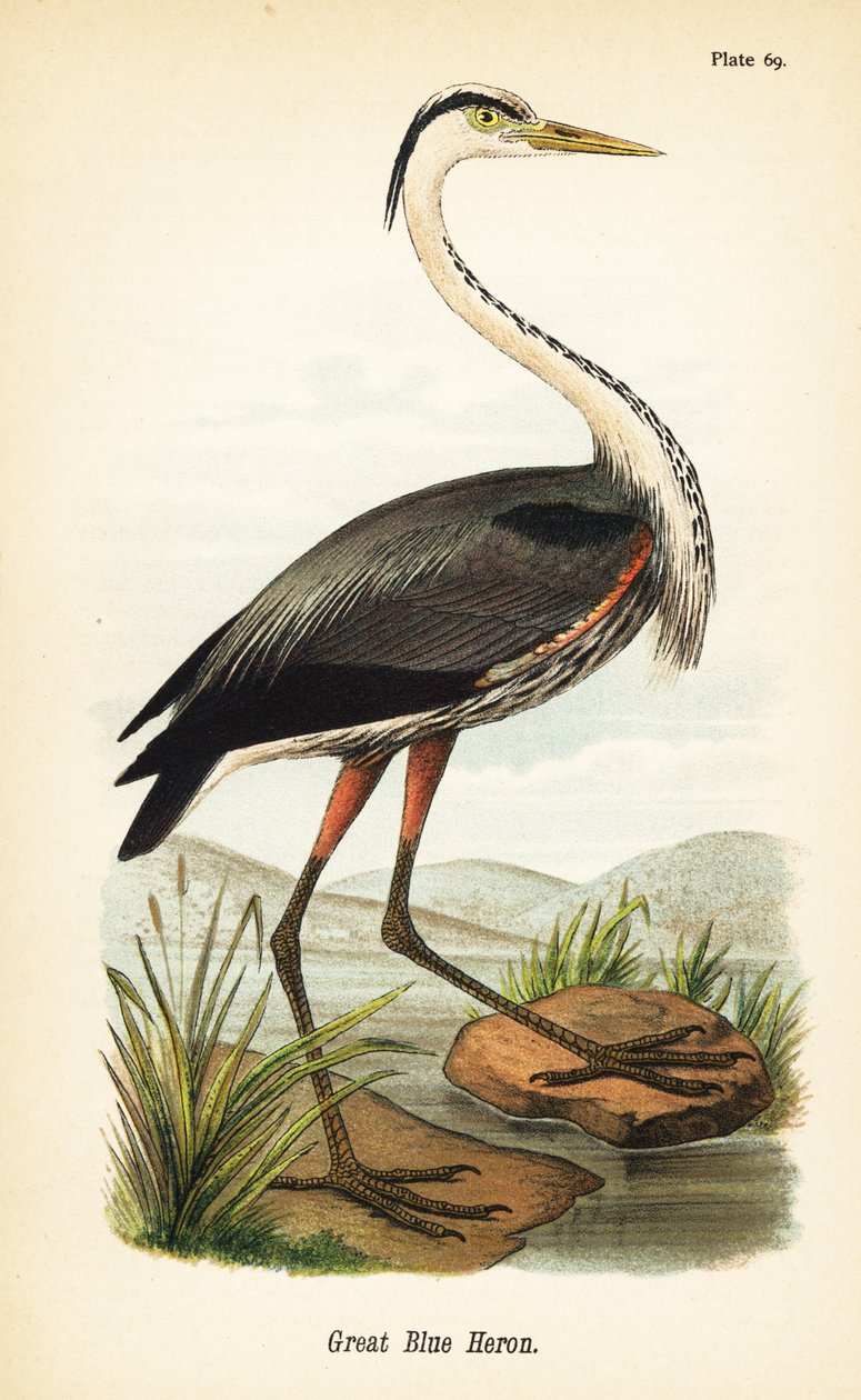 Grande garça azul, herodias de Ardea de John James (after) Audubon