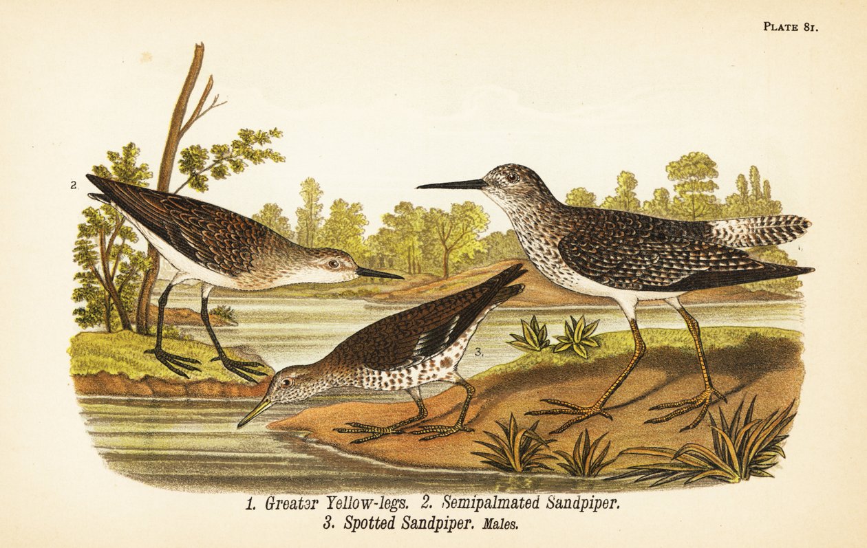 Pernas amarelas maiores, Tringa melanoleuca 1, semipipipalmas, Calidris pusilla 2, e Maçarico, Actitis macularius 3 de John James (after) Audubon