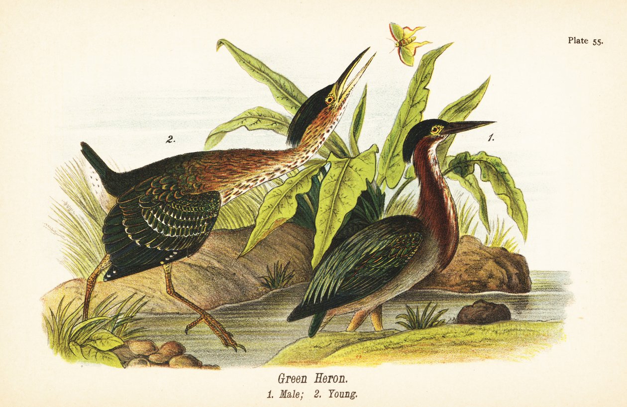 Garça verde, Butorides virescens, macho 1, jovem 2 de John James (after) Audubon