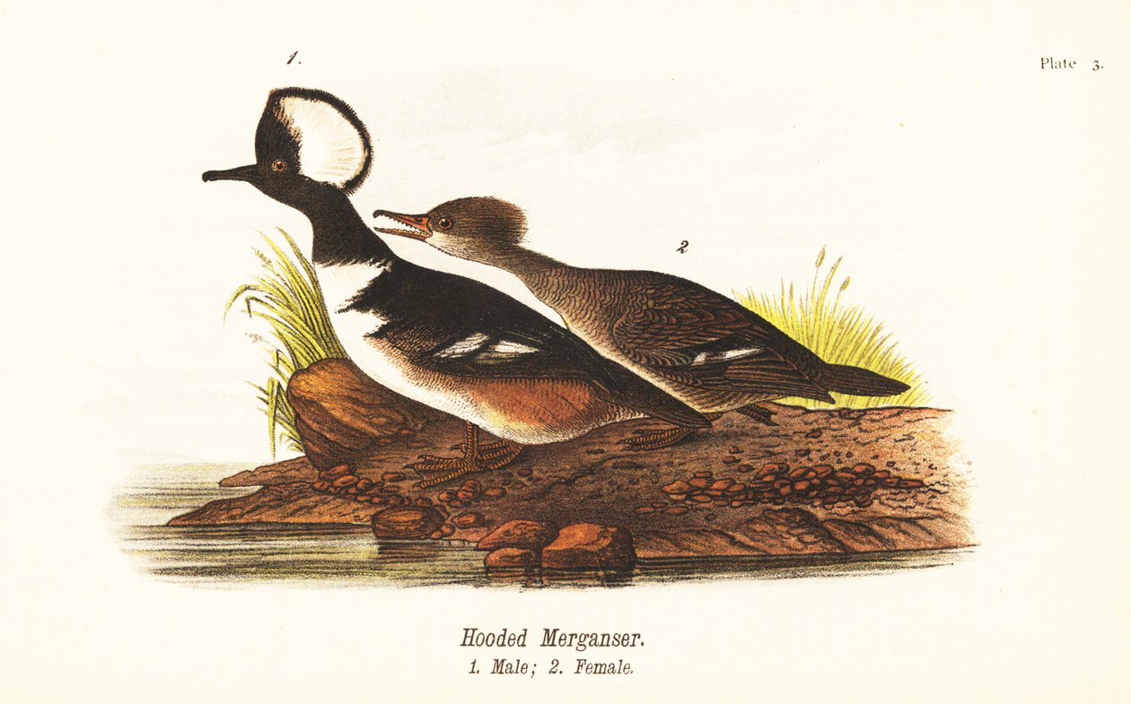 Misturador de capuz, Lophodytes cucullatus, macho 1, fêmea 2 de John James (after) Audubon