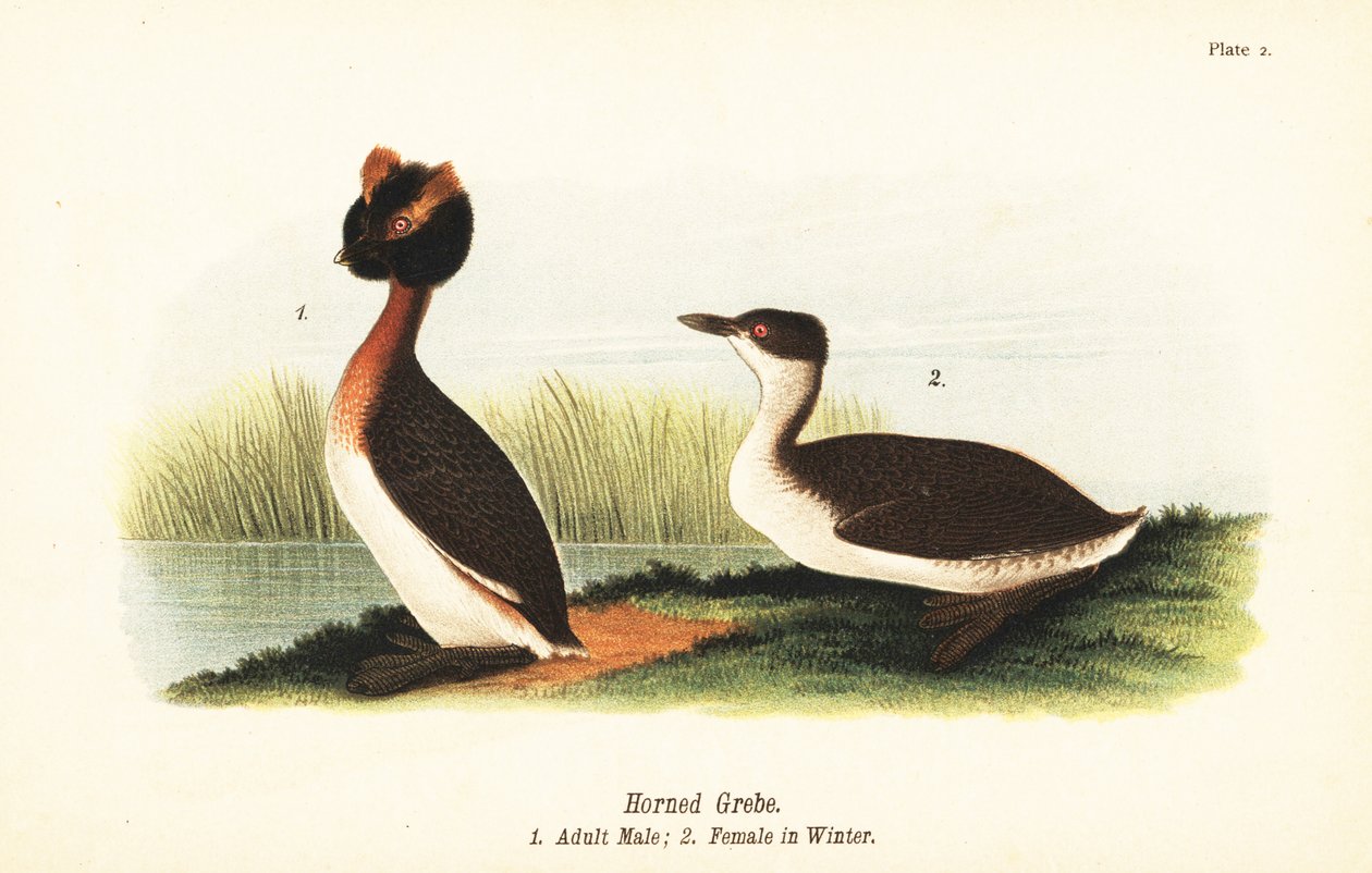 Greba com cornos, Podiceps auritus, macho adulto 1 e fêmea em plumagem de inverno de John James (after) Audubon