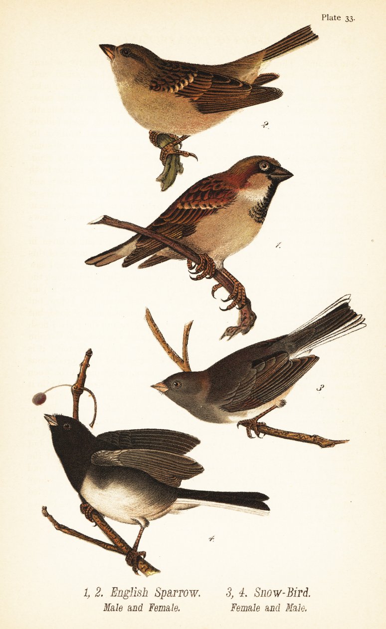 Pardal da casa, Passer domesticus, e junco de olhos escuros, Junco hyemalis de John James (after) Audubon