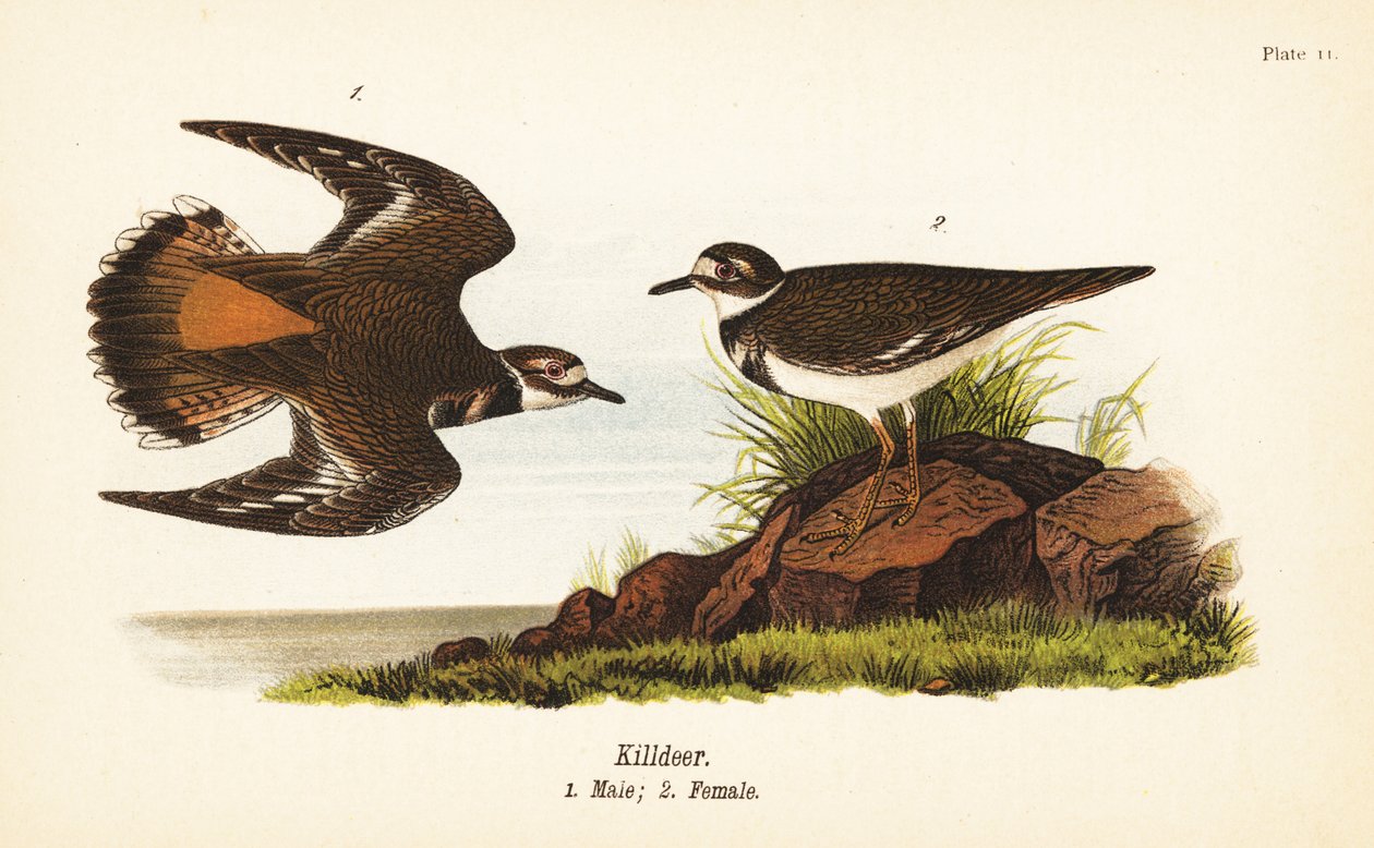 Killdeer, Charadrius vociferus, macho 1, fêmea 2 de John James (after) Audubon
