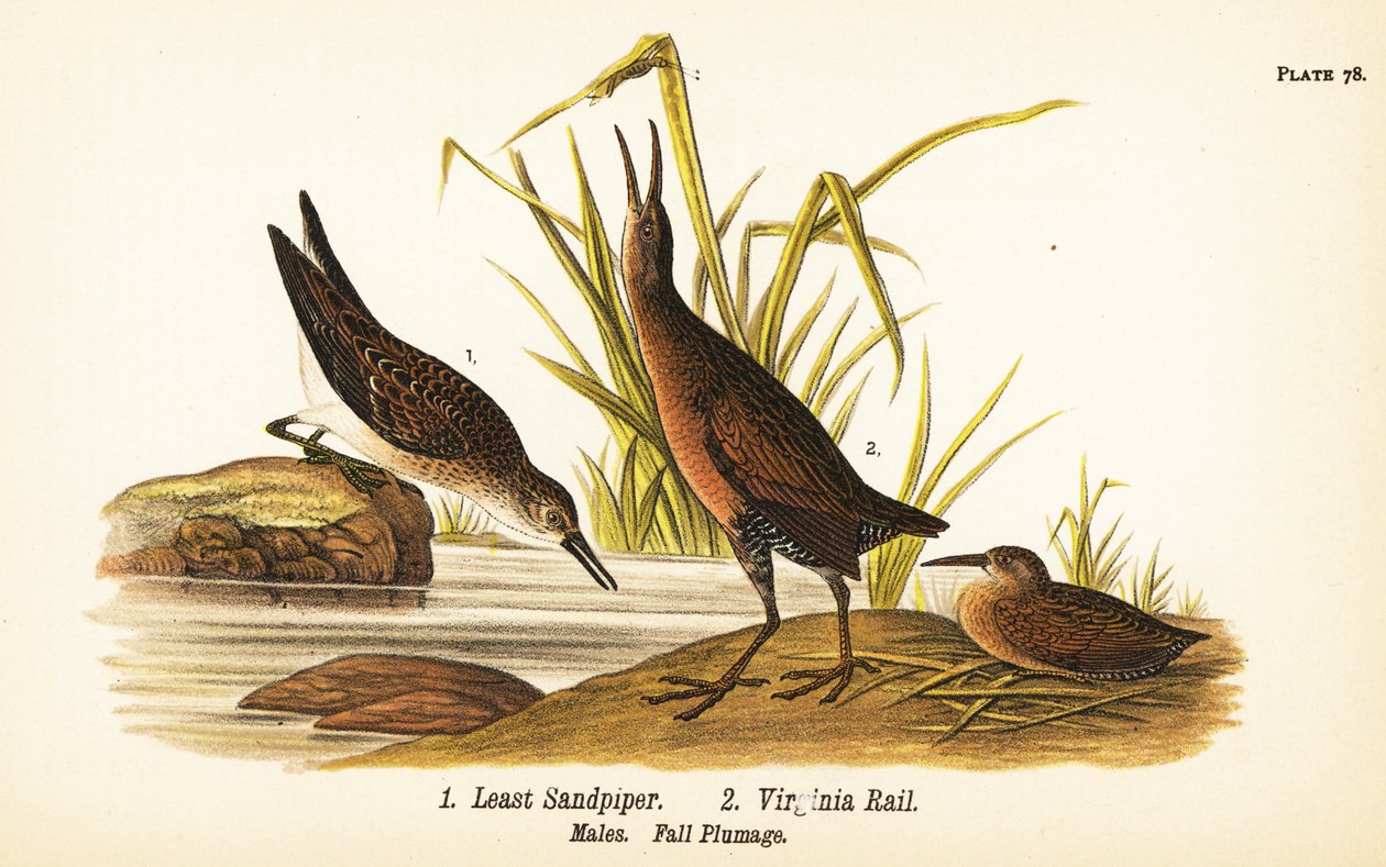 Mínimo limpador de areia, Calidris minutilla 1 e Virginia rail, Rallus limicola 2 de John James (after) Audubon