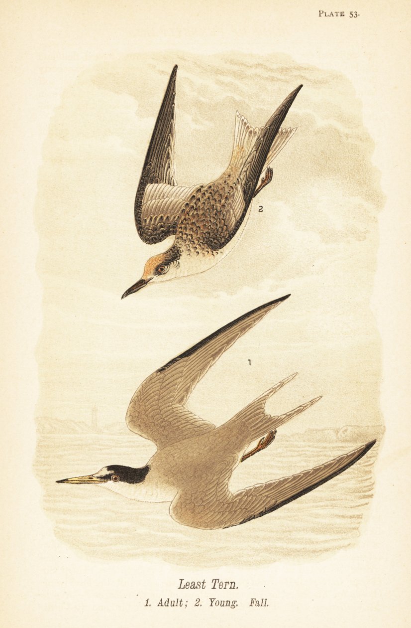 Menos andorinha-do-mar, Sternula antillarum, adulto 1, jovem, plumagem de queda 2 de John James (after) Audubon