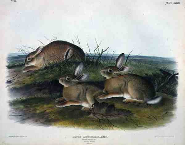 Lepus Artemesia (Worm Wood Hare), placa 88 de 