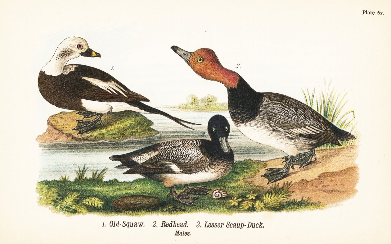 Pato de cauda comprida, Clangula hyemalis 1, ruiva, Aythya americana 2, e menor scaup, Aythya affinis 3 de John James (after) Audubon