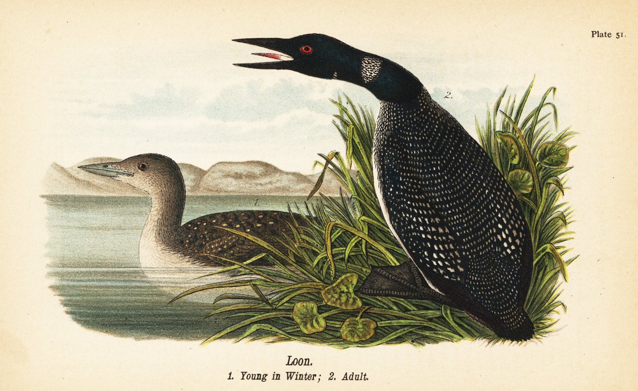 Loon, Gavia immer, jovem no inverno 1, adulto 2 de John James (after) Audubon