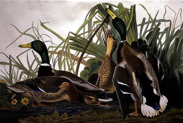 Mallard Duck, de 