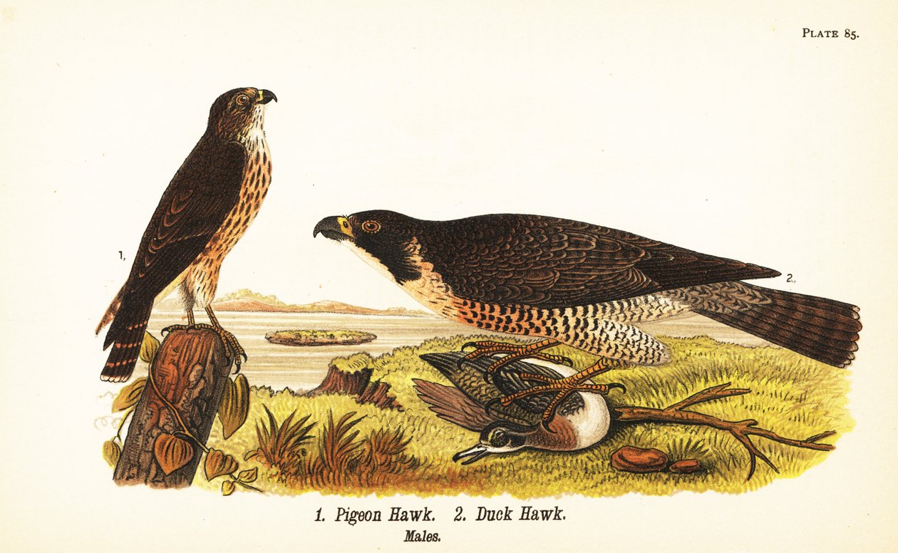 Merlin, Falco columbarius 1, e falcão peregrino com pato, Falco peregrinus 2 de John James (after) Audubon