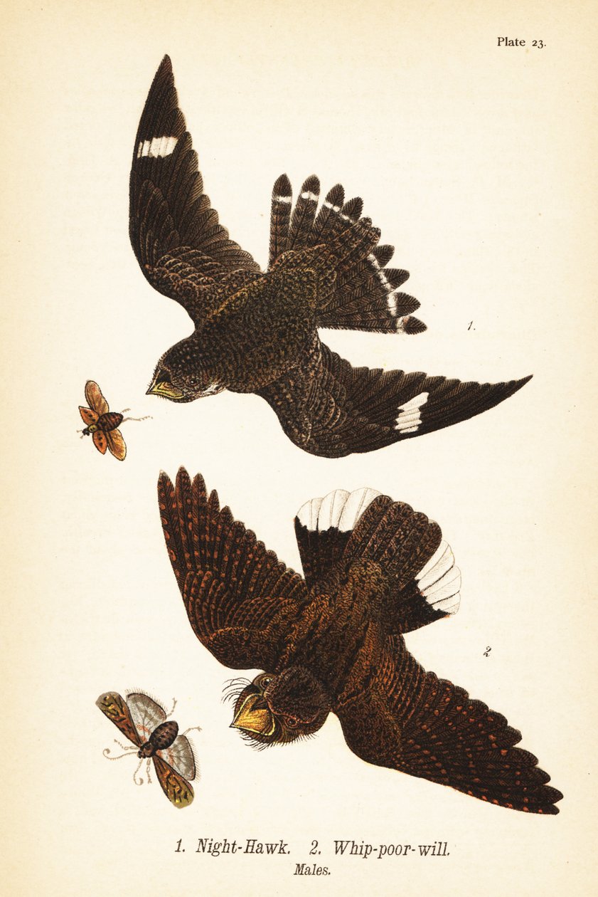 Night-hawk, Chordeiles minor 1 e eastern whip-poor-will, Antrostomus vociferus, whip-poor-will 2, machos de John James (after) Audubon