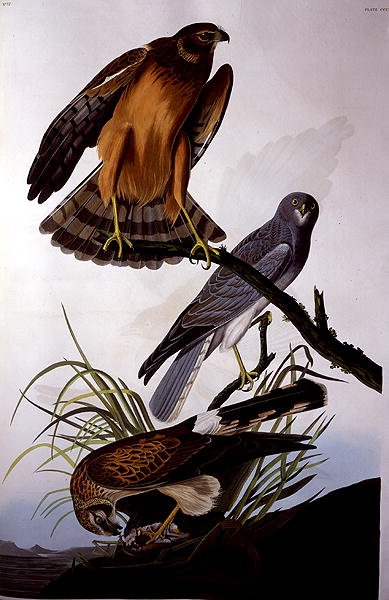 Northern Harrier (Marsh Hawk), de 