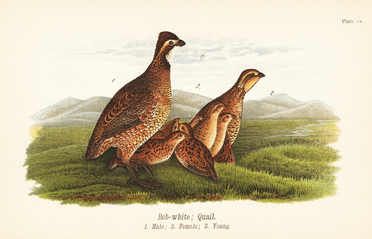Bobwhite do norte, Colinus virginianus de John James (after) Audubon