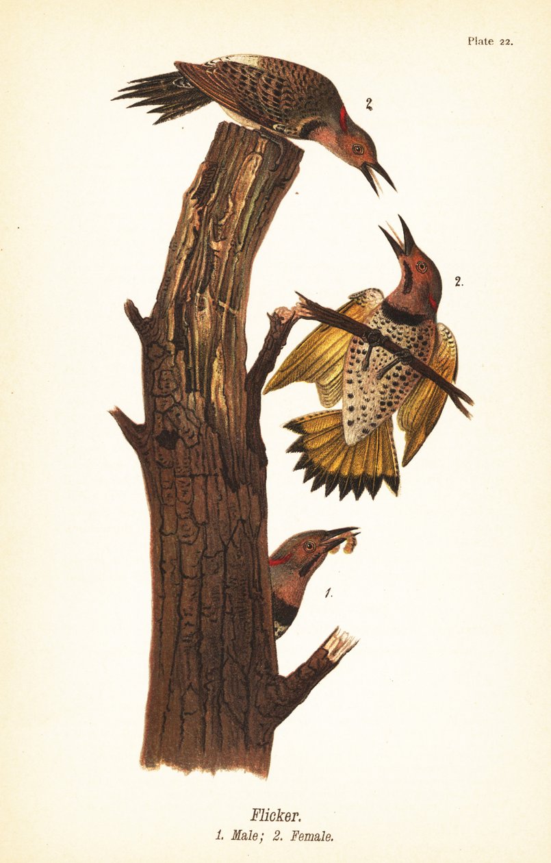 Centelha Norte, Colaptes auratus de John James (after) Audubon