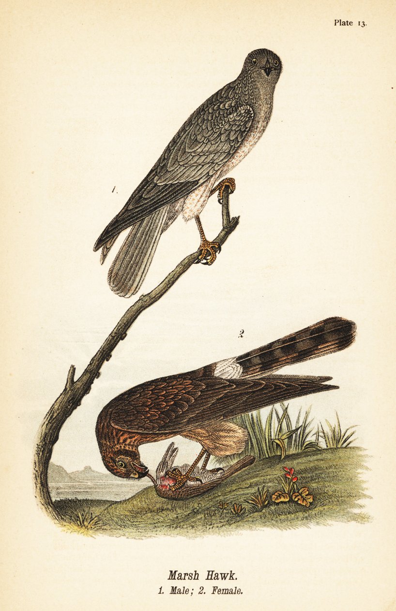 Northern harrier, Circus hudsonius de John James (after) Audubon
