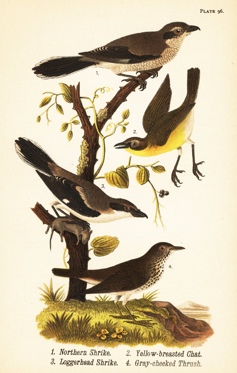 Northern shrike, Lanius borealis 1, conversa de peito amarelo, Icteria virens 2, loggerhead shrike, Lanius ludovicianus de John James (after) Audubon