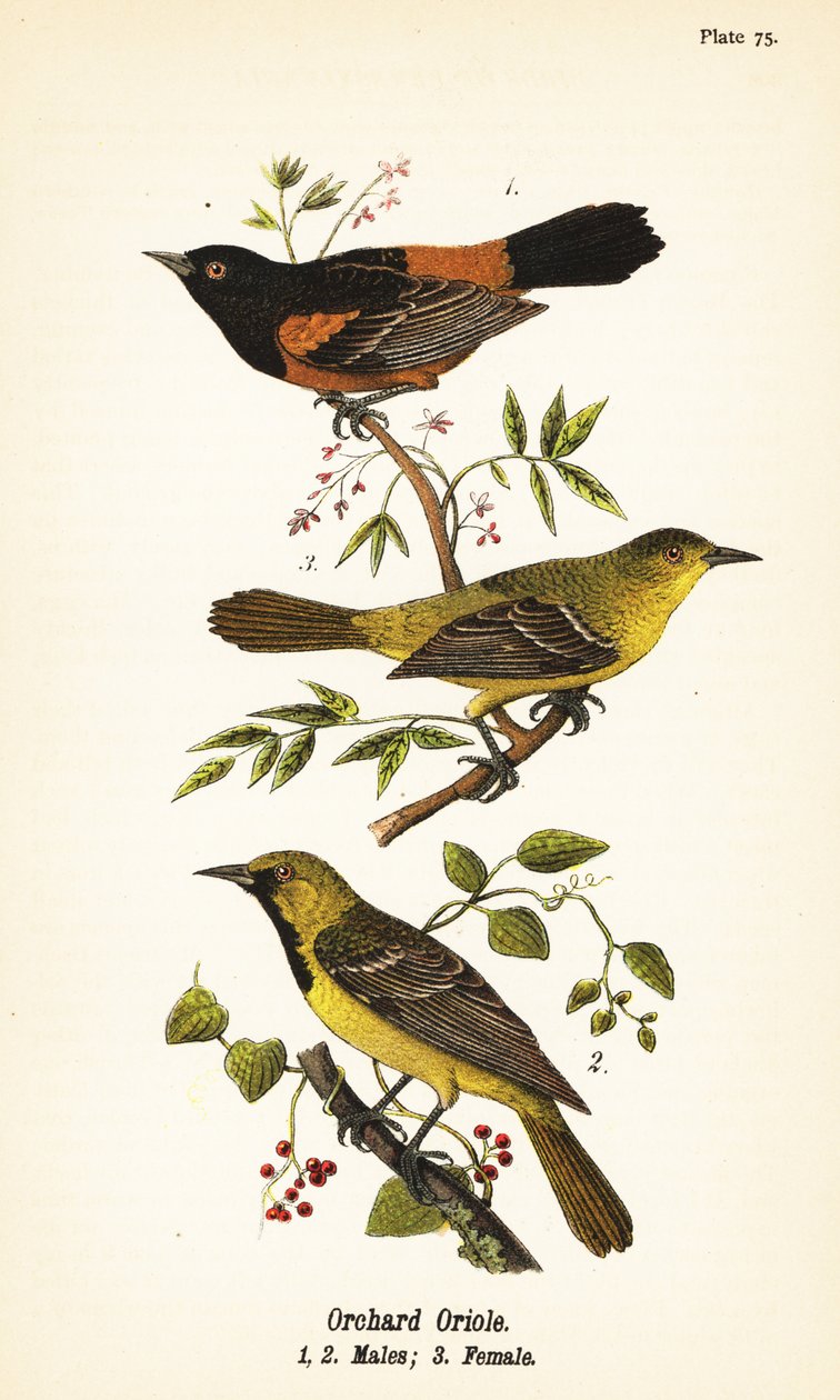 Oriole de pomar, Icterus spurius, machos 1,2, e fêmeas 3 de John James (after) Audubon