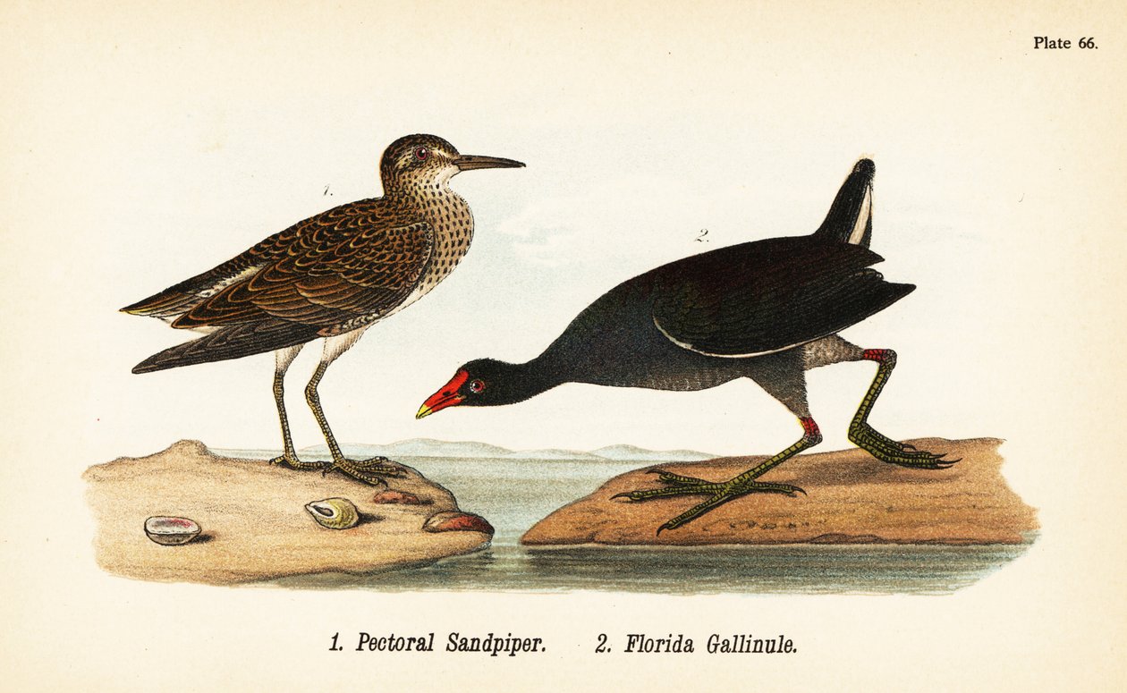 Maçarico peitoral, Calidris melanotos 1, e galínula comum, Gallinula galeata 2 de John James (after) Audubon