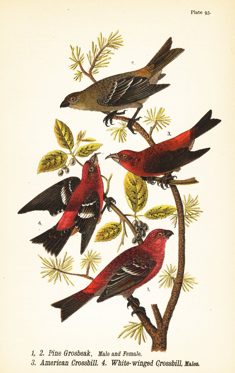 Pine grosbeak, enucleador Pinicola, macho 1, fêmea 2, crossbill americano ou red crossbill,
Loxia curvirostra 3, cruz de asa branca, Loxia leucoptera 4, machos de John James (after) Audubon