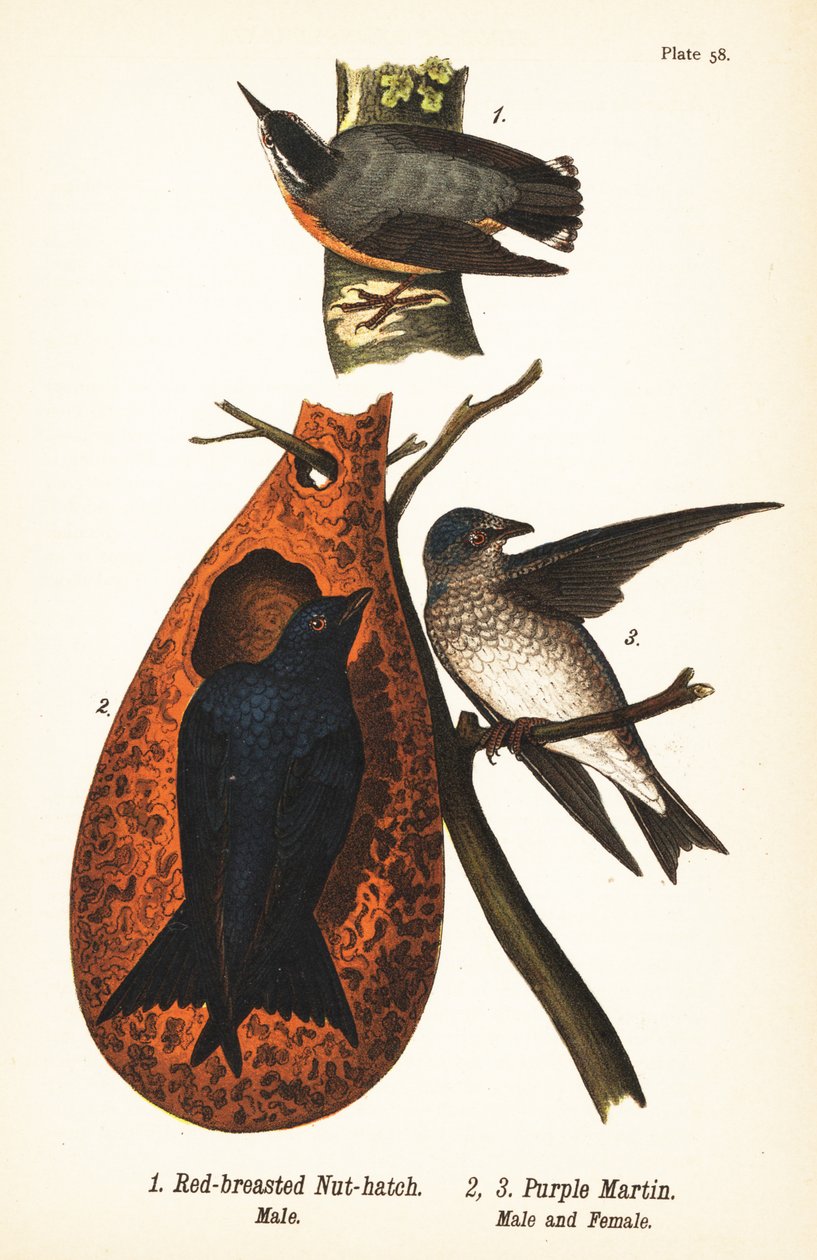 Nozes de peito vermelho, Sitta canadensis, macho 1, e martin roxo, Progne subis, macho 2, e fêmea 3 de John James (after) Audubon