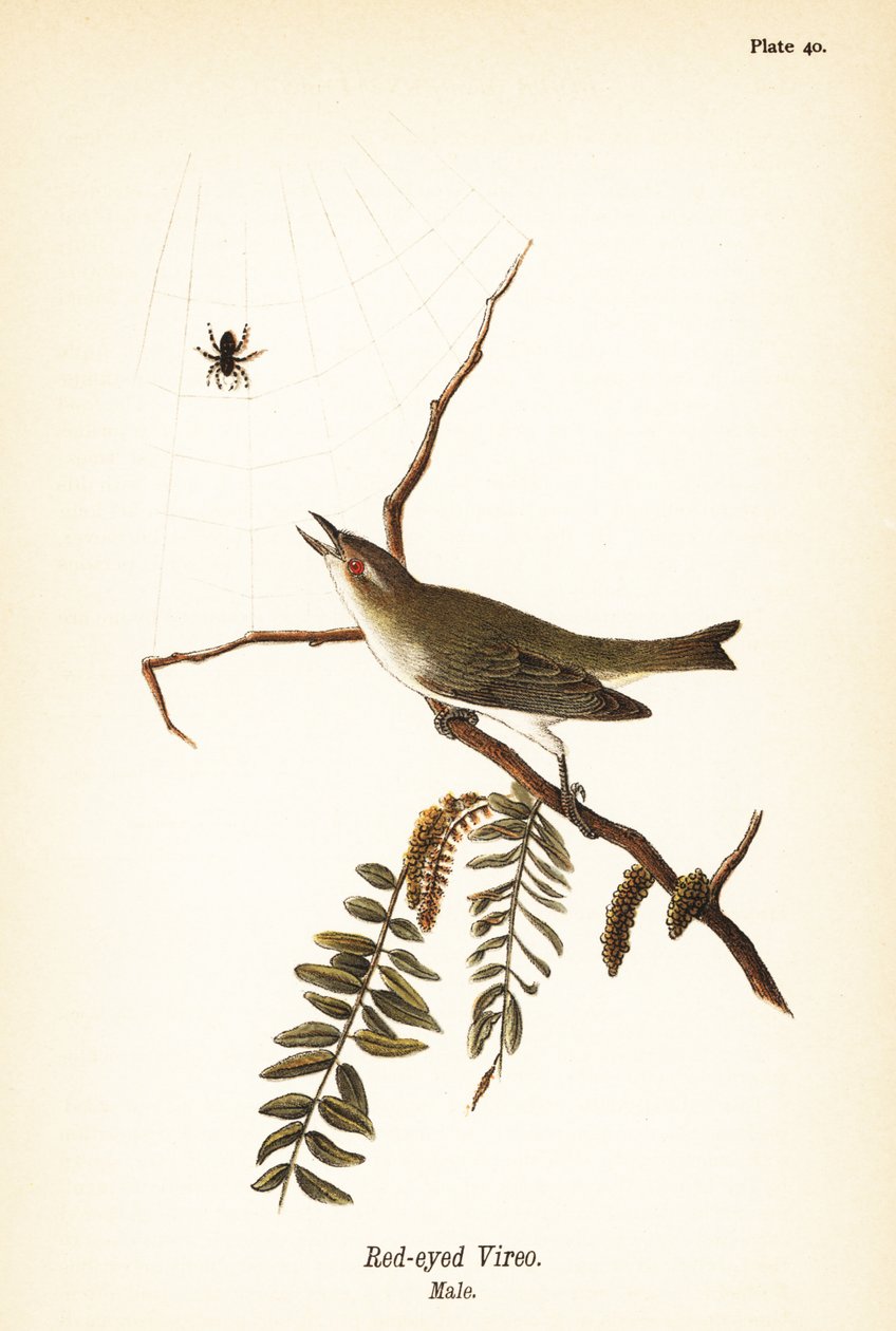 Vireo olhos vermelhos, Vireo olivaceus, macho de John James (after) Audubon