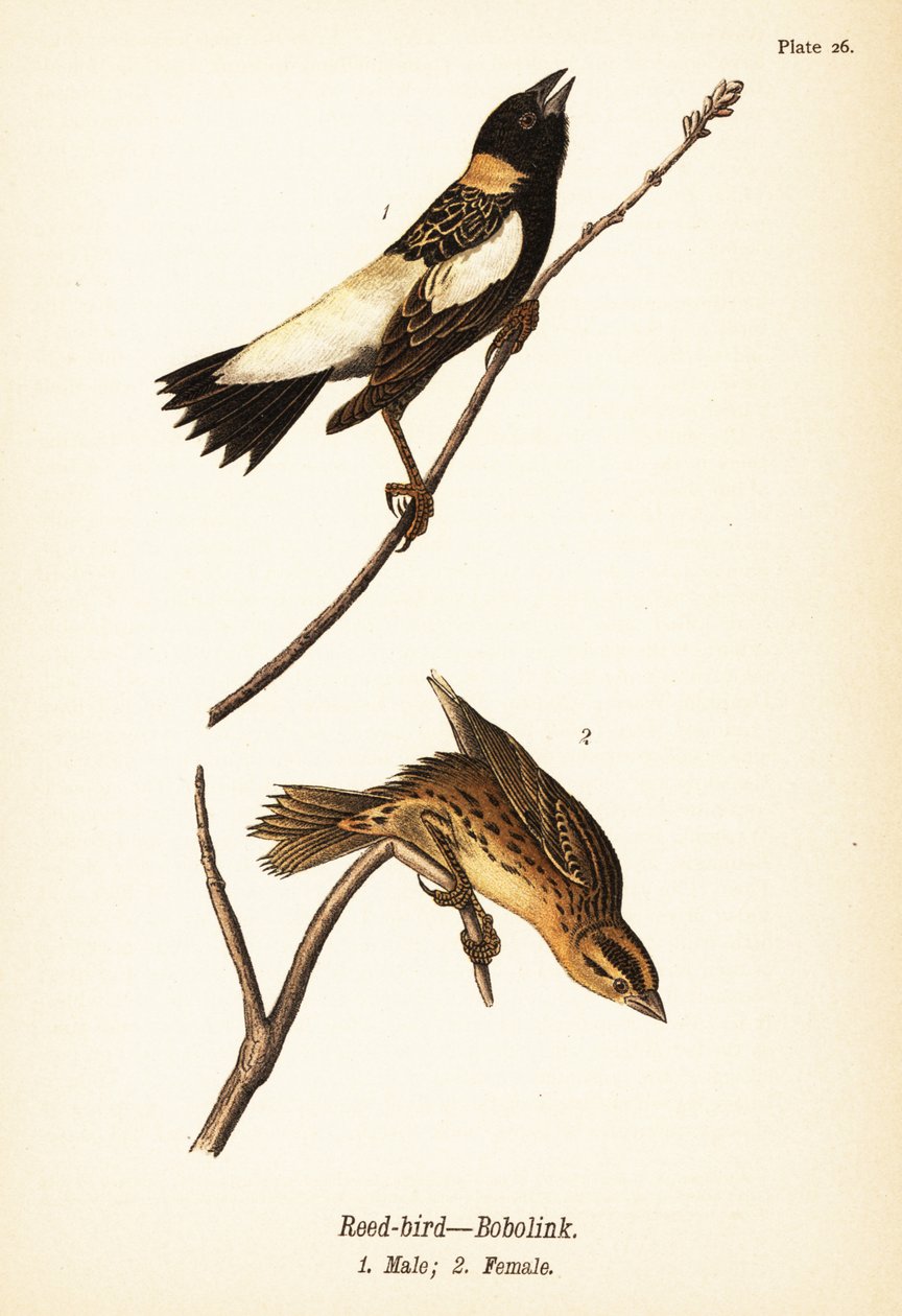 Reed-bird ou bobolink, Dolichonyx oryzivorus, macho 1, fêmea 2 de John James (after) Audubon