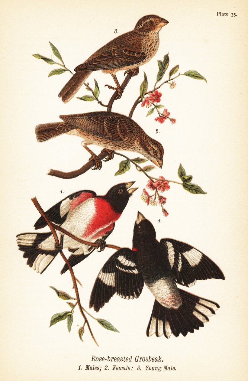 Pheucticus ludovicianus, Pheucticus ludovicianus, Pheucticus ludovicianus, Pheucticus ludovicianus de John James (after) Audubon