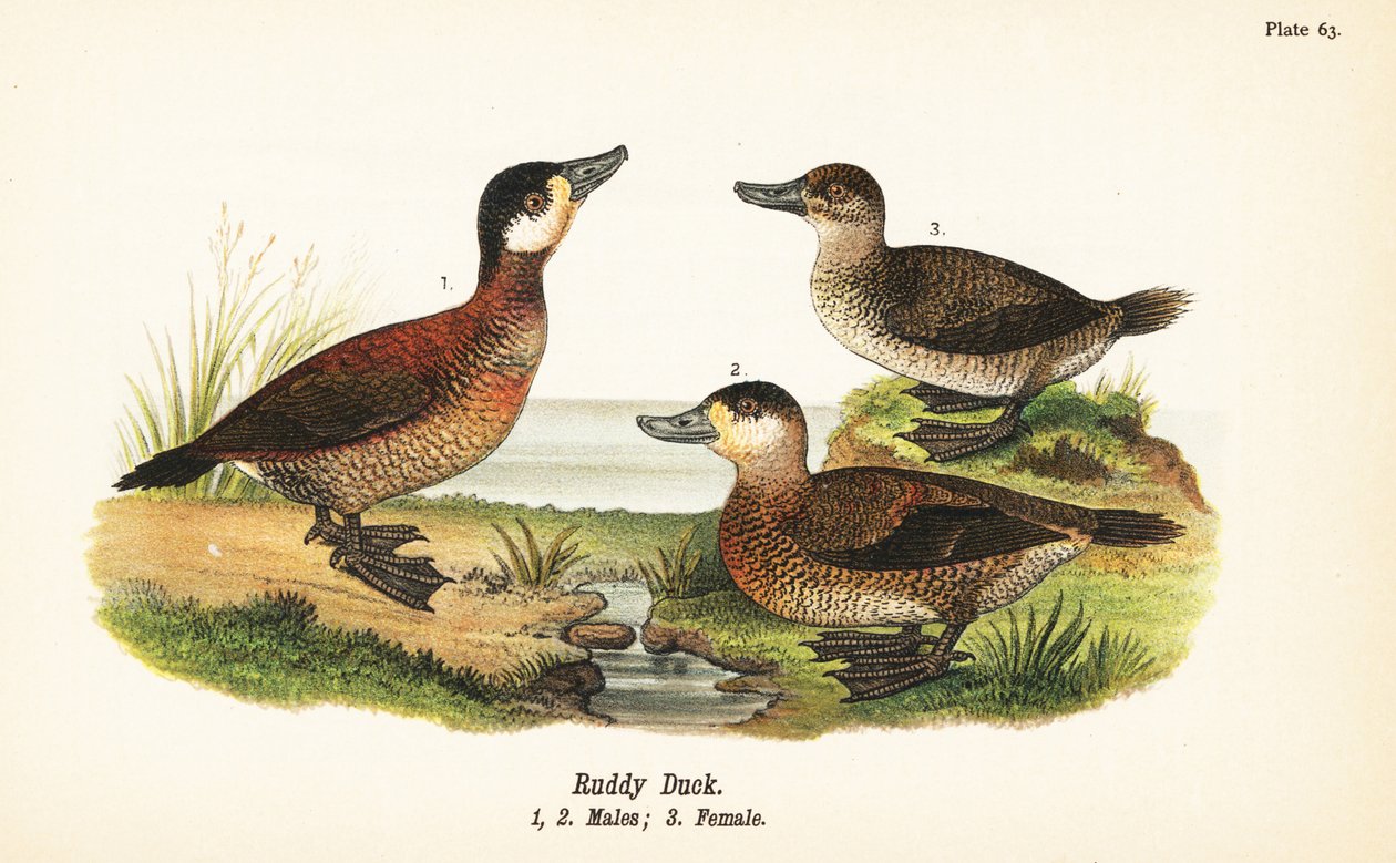 Pato Ruddy, Oxyura jamaicensis, machos 1,2, e fêmeas 3 de John James (after) Audubon