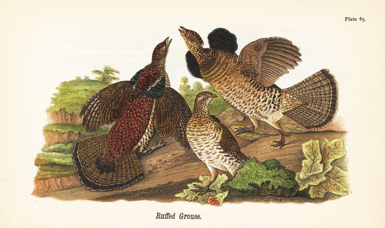 Bonasa umbellus, rufo de John James (after) Audubon