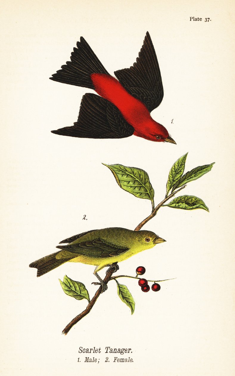 Bronzeador escarlate, Piranga olivacea, macho 1, fêmea 2 de John James (after) Audubon