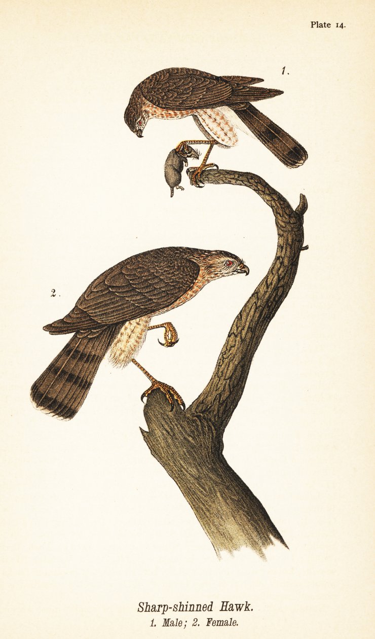 Falcão afiado, Accipiter striatus, macho com presa 1, fêmea 2 de John James (after) Audubon