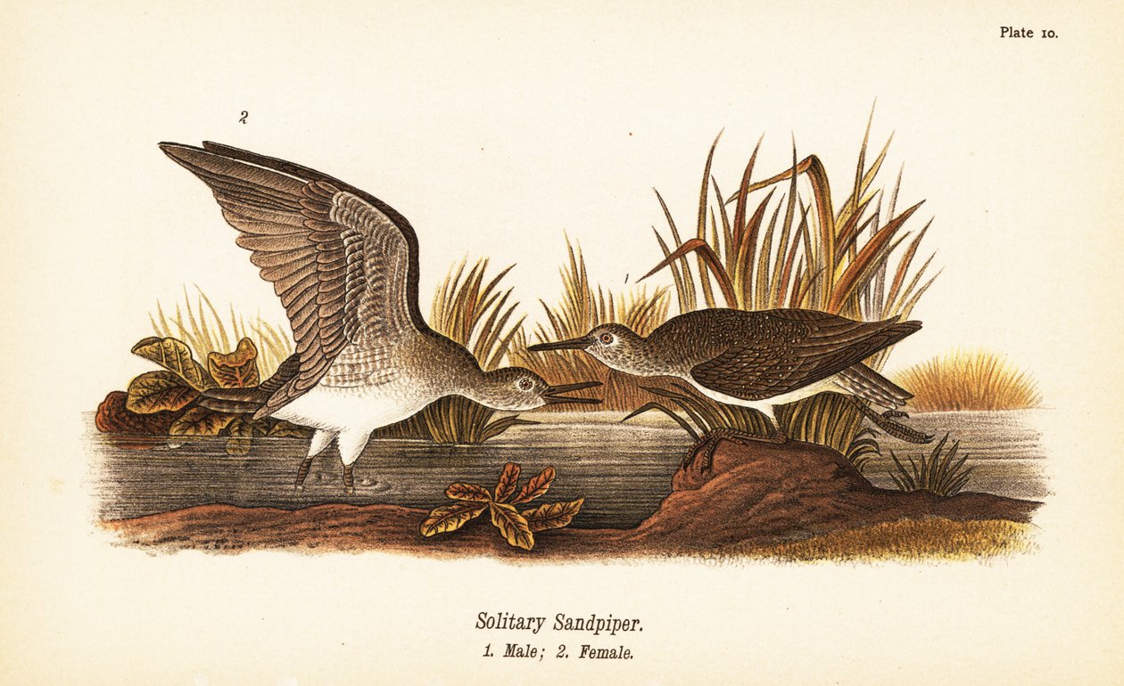 Maçarico de areia solitário, Tringa solitaria, macho 1, fêmea 2 de John James (after) Audubon