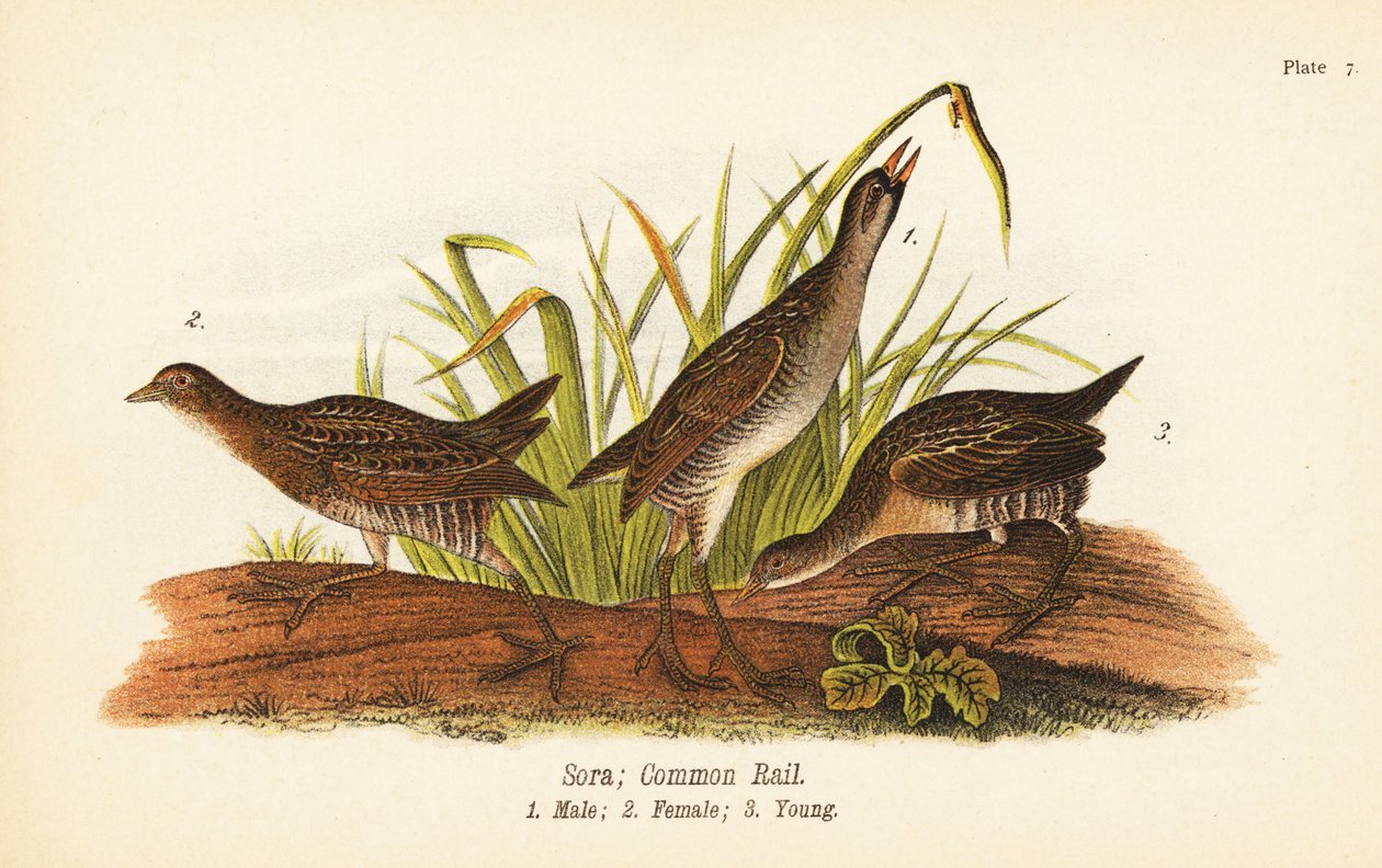 Sora ou common rail, Porzana carolina, macho 1, fêmea 2, jovem 3 de John James (after) Audubon