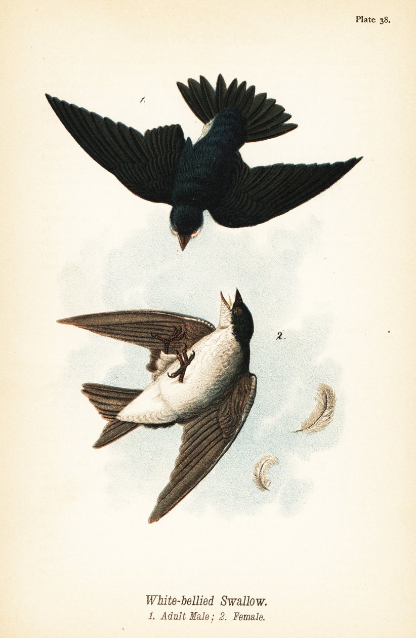 Andorinha-do-mato, Tachycineta bicolor de John James (after) Audubon