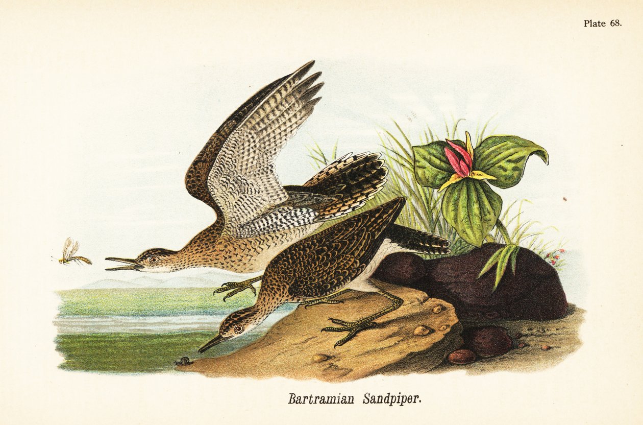 Limpador de areia de montanha, Bartramia longicauda de John James (after) Audubon