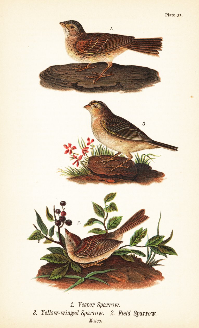 Pardal Vesper, Pooecetes gramineus 1, pardal gafanhoto, Ammodramus savannarum 2 e pardal do campo, Spizella pusilla 3 de John James (after) Audubon