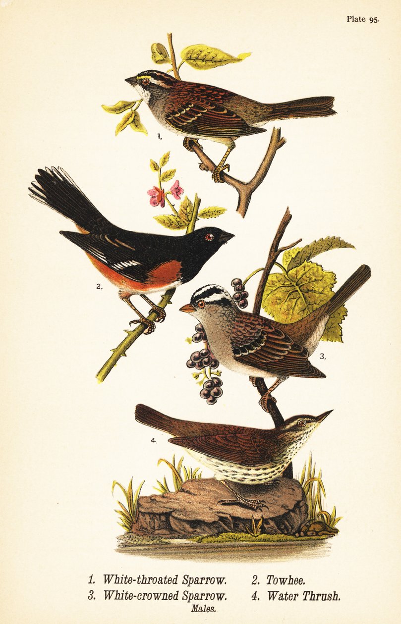 Pardal de garganta branca, Zonotrichia albicollis 1, toalha oriental, Pipilo erythrophthalmus 2, pardal de coroa branca, Zonotrichia leucophrys 3, e Parkesia noveboracensis 4 de John James (after) Audubon