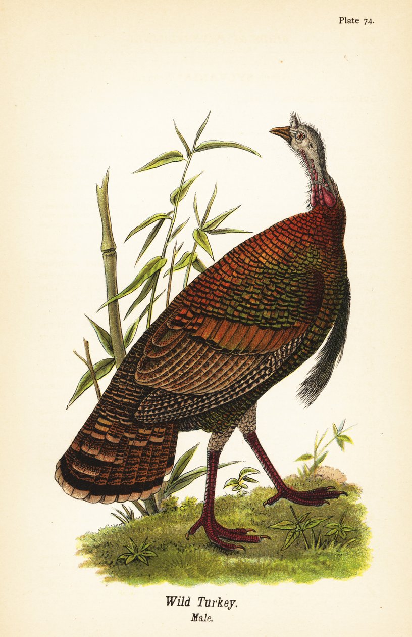 Peru selvagem, Meleagris gallopavo, macho de John James (after) Audubon