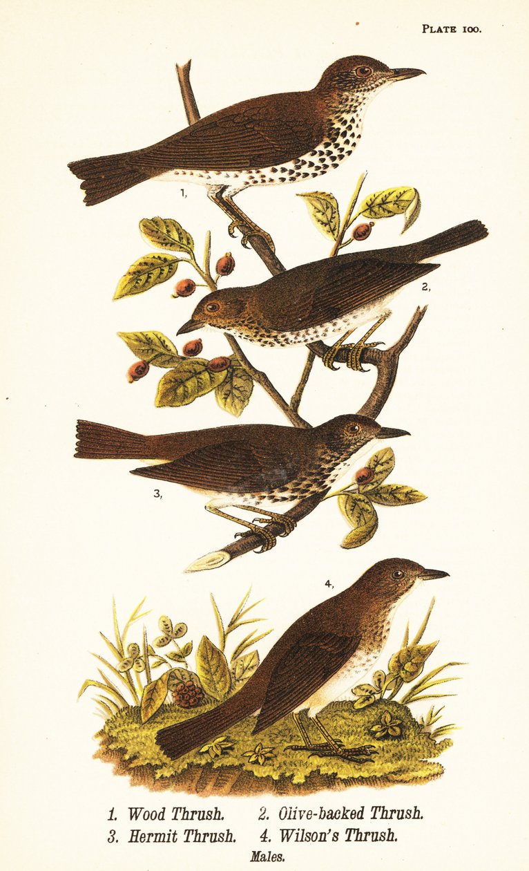 Tordo de madeira, Hylocichia mustelina 1, tordo de Swainson, Catharus ustulatus 2, tordo com costas de azeitona ou tordo eremita, Catharus guttatus 3, e tordo de tawny ou tordo de Wilson, Catharus fuscescens 4 de John James (after) Audubon
