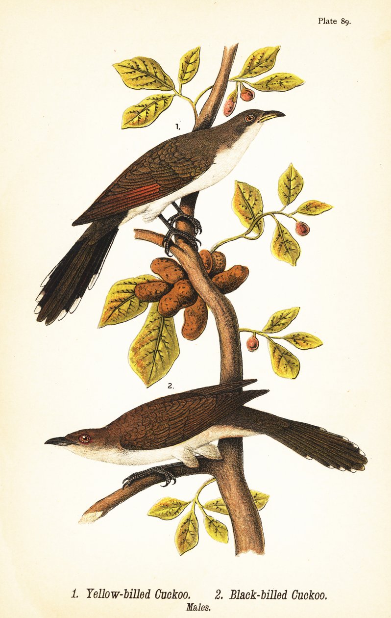 Cuco de bico amarelo, Coccyzus americanus 1, e cuco de bico preto, Coccyzus erythropthalmus 2, machos de John James (after) Audubon