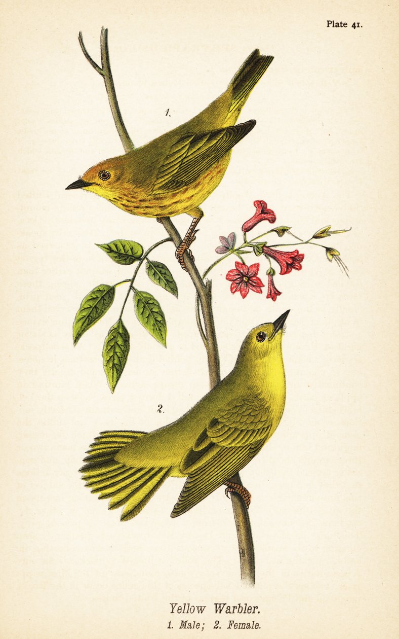 Cigarrinha amarela, Setophaga petechia, macho 1, fêmea 2 de John James (after) Audubon