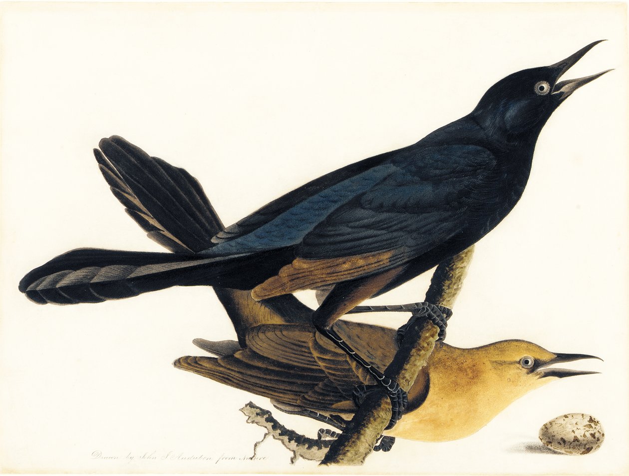 Um par de grackles de cauda de barco de John James Audubon
