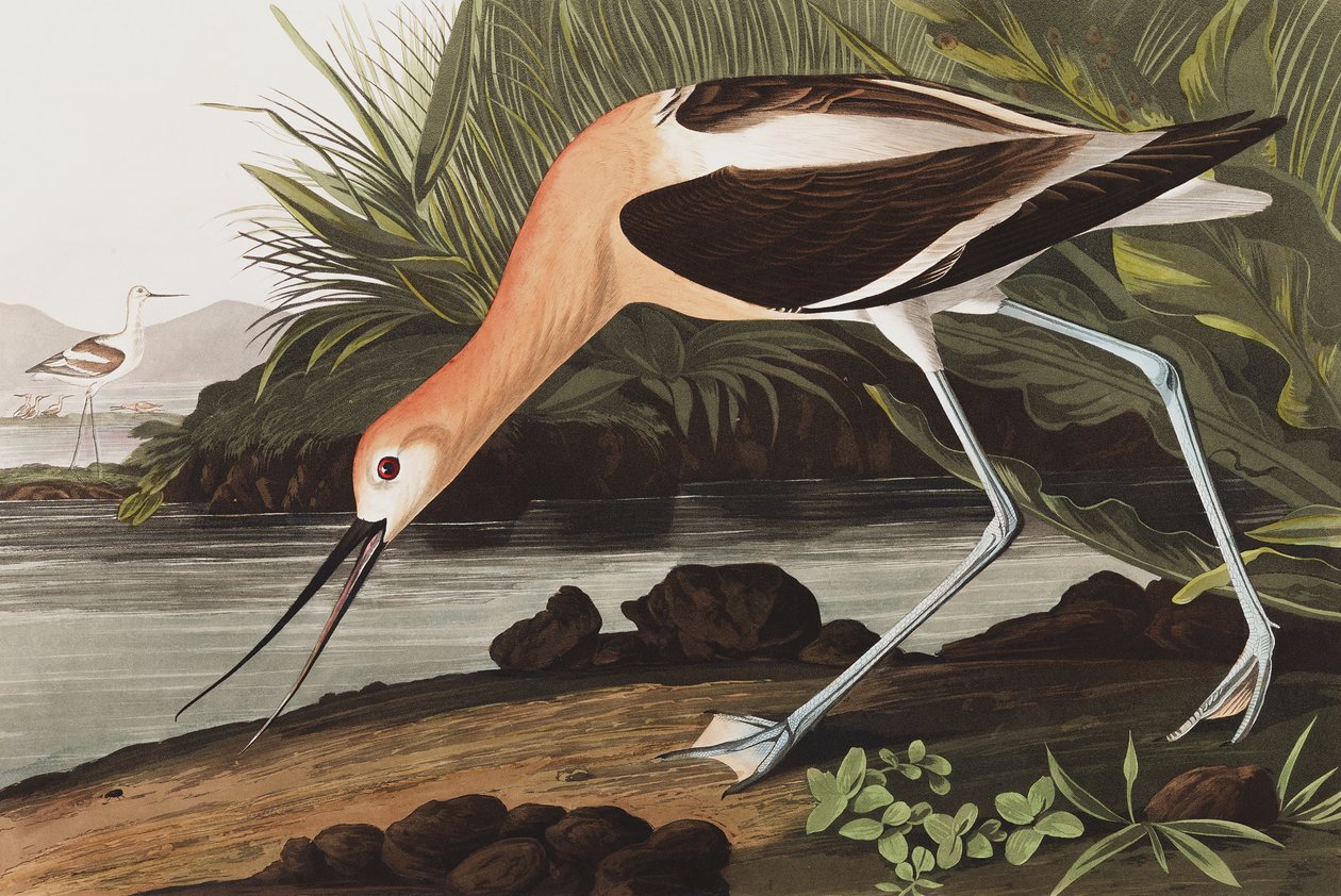 Avocet americano, Recurvirostra Americana, de "os pássaros da América" por John J. Audubon, bar. 1827-38 de John James Audubon
