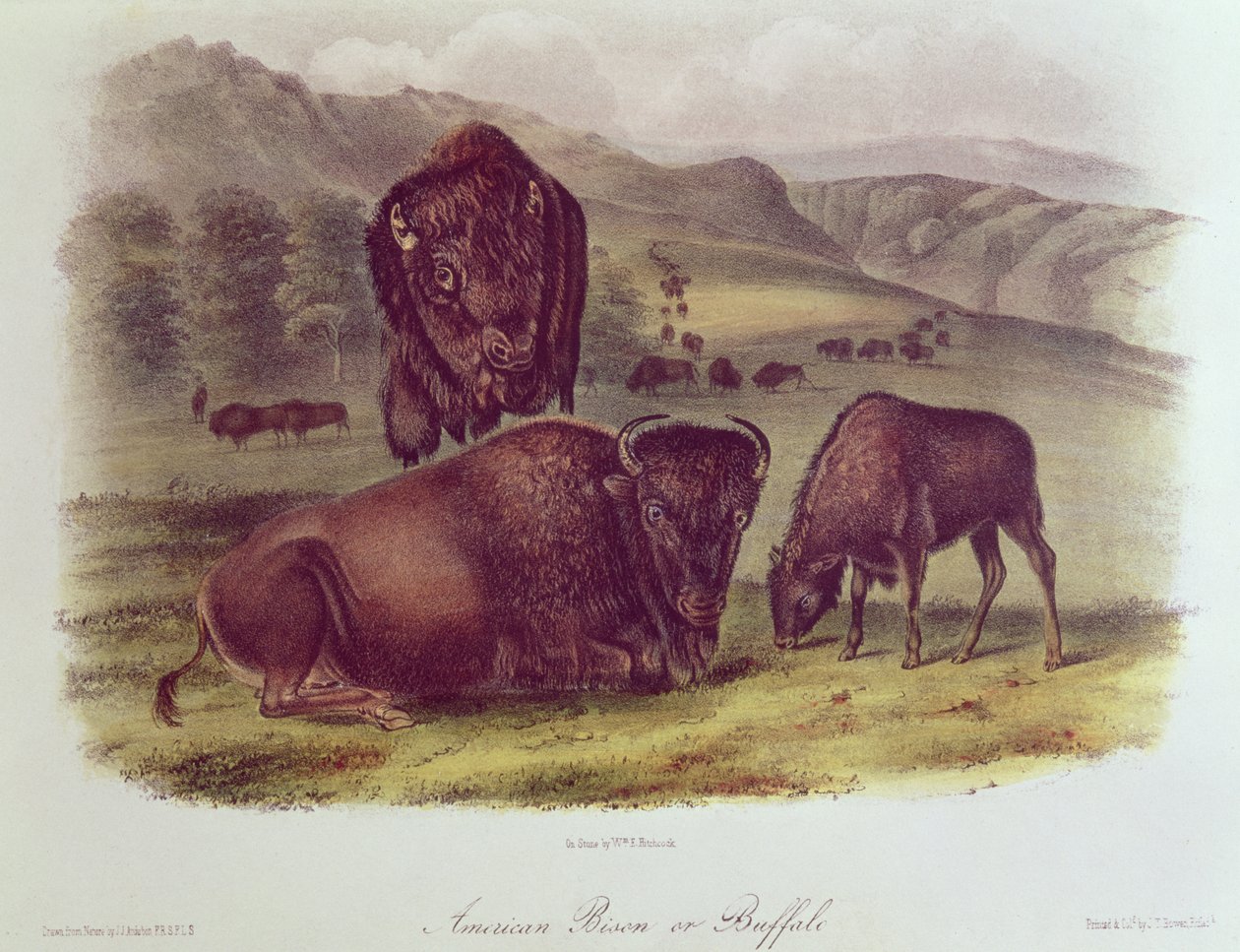 Bisão-americano ou búfalo, dos quadrúpedes da América do Norte, 1842-45 de John James Audubon
