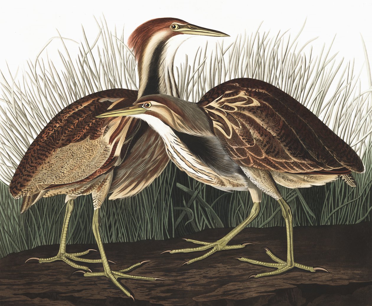American Bittern, Botaurus Lentiginosus, de "The Birds of America", de John J. Audubon, pub. 1827-38 de John James Audubon