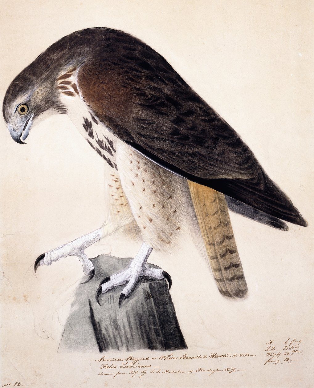Buzzard americano ou falcão de peito branco, de John James Audubon