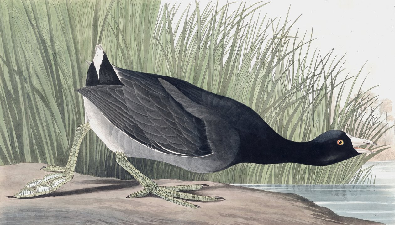 American Coot, Fulica Americana, de "The Birds of America", de John J. Audubon, pub. 1827-38 de John James Audubon