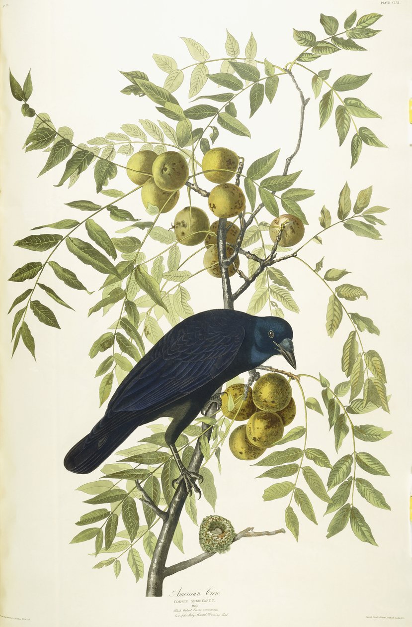 Corvo americano, 1833 de John James Audubon