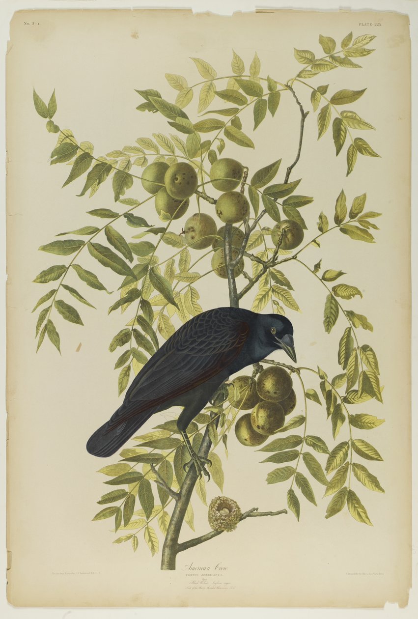 American Crow, impresso por Julien Bien e publicado por Roe Lockwood & Son, 1861 (cromolitógrafo) de John James Audubon